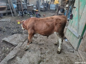 Vând Junică,  Vițel și Porc - imagine 2