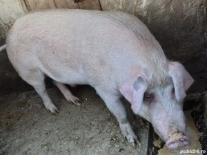 Vând Junică,  Vițel și Porc - imagine 5