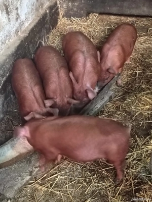 vind purcei rasa duroc - imagine 2