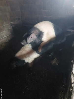 Vând scrofite bazna  - imagine 2