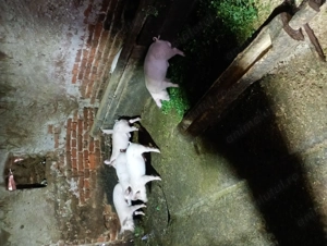 Purcei 9 săptămâni 