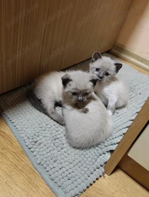 Puiuț siameza fetiță  - imagine 5