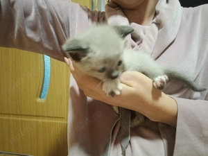 Puiuț siameza fetiță  - imagine 2