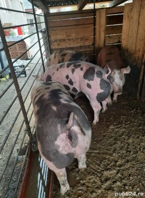 porci rasa petrean intre 100-150kg - imagine 4