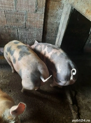 porci rasa petrean intre 100-150kg - imagine 3