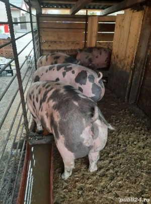 porci rasa petrean intre 100-150kg - imagine 2