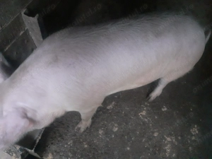 Porci de vanzare 