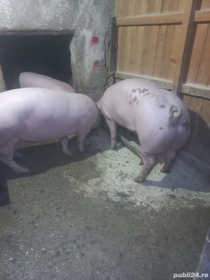 Porci de vanzare de carne 