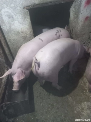 Porci de vanzare de carne - imagine 2
