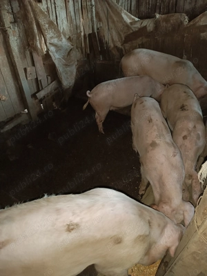 Porci de vanzare - imagine 3