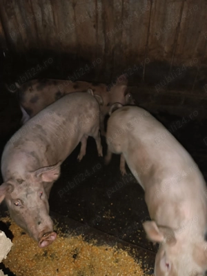 Porci de vanzare - imagine 2