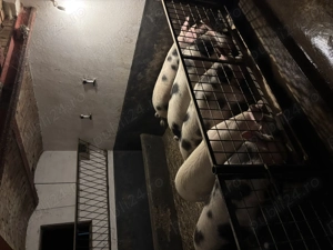 Porci crescuți natural