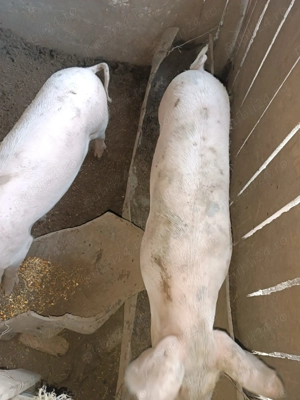 Porci de vanzare - imagine 4