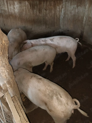Porci de vanzare - imagine 5