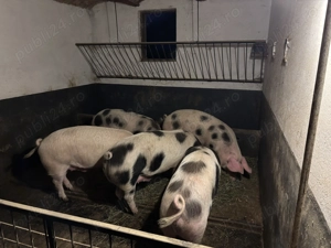 Porci crescuți natural - imagine 2