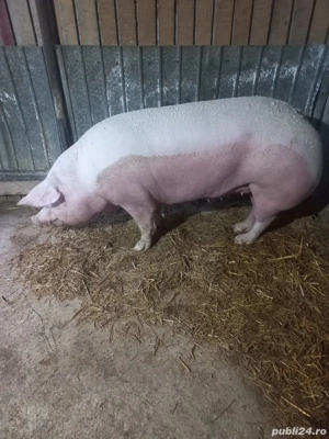 Purcea de vanzare de carne 