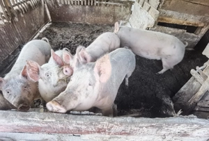 Porci de vânzare  - imagine 4