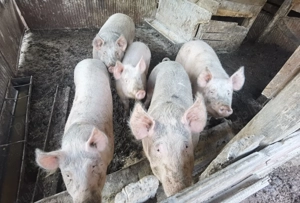 Porci de vânzare  - imagine 2