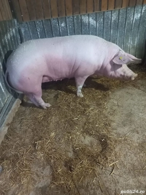 Porci de vanzare 