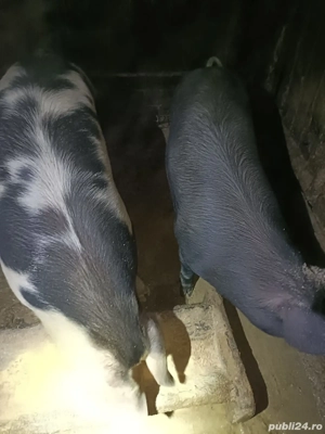 Porci bio de vănzare 
