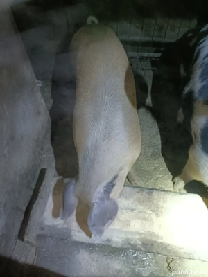 Porci bio de vănzare  - imagine 2