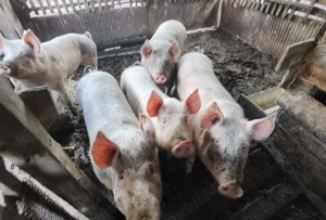 Porci de vânzare  - imagine 3