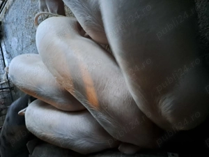 Porci 100 -120kg 12 lei - imagine 3