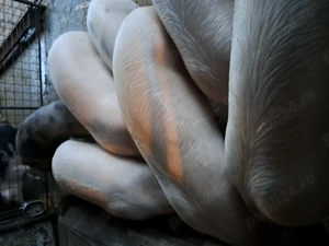 Porci 100 -120kg 12 lei