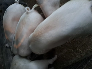 Porci 100 -120kg 12 lei - imagine 2