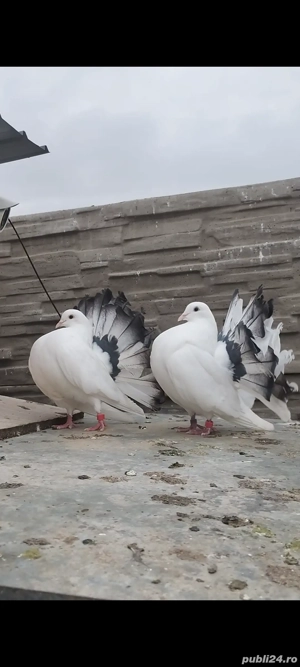Vand Schimb porumbei voltați cu texani 