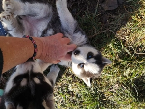 pui husky siberian , un prieten deosebit - imagine 2