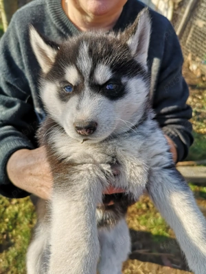 pui husky siberian , un prieten deosebit - imagine 3