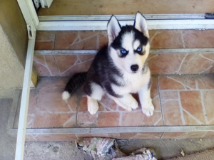 pui husky siberian , un prieten deosebit