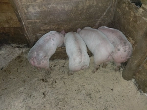 Vand purcei  - imagine 3