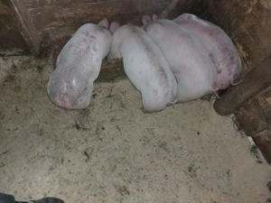 Vand purcei  - imagine 2