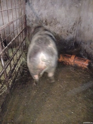 porc de vânzare  - imagine 3