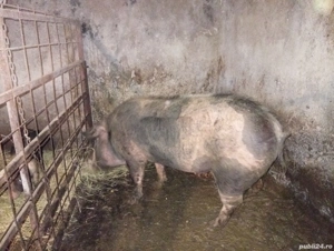 porc de vânzare  - imagine 2