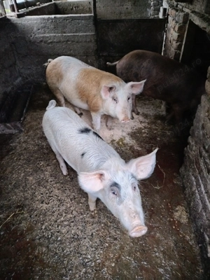 Vând 1 grăsun, 100 kg, rasa Duroc și Marele Alb