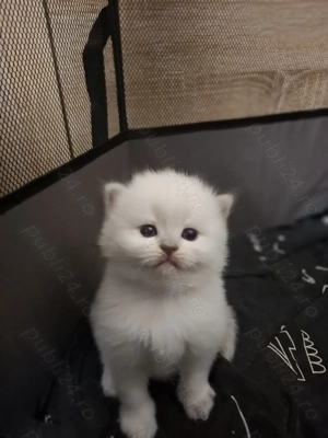 Scotish fold si straight  - imagine 2