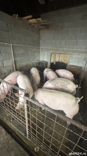 porci de sacrificat - imagine 2