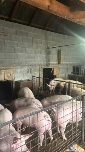 porci de sacrificat - imagine 3