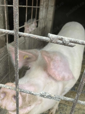 Porci de vânzare 120-200 kg - imagine 2