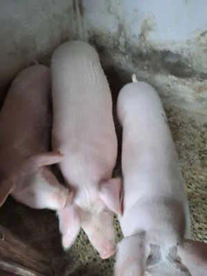 Vand porci tineri 8 9 luni crescuti cu cereale si verdeata