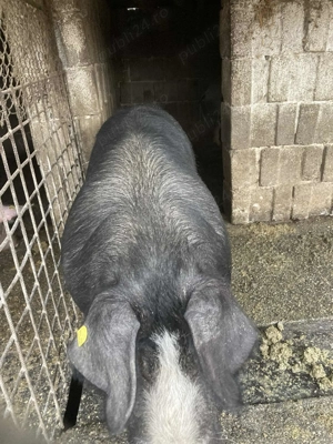 Porci de vânzare 120-200 kg - imagine 4