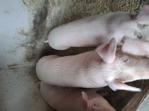 Vand porci tineri 8 9 luni crescuti cu cereale si verdeata - imagine 2