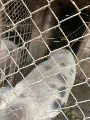 Porci de vânzare 120-200 kg - imagine 5