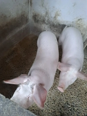 Vand porci tineri 8 9 luni crescuti cu cereale si verdeata - imagine 3