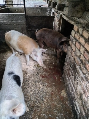 Vând 1 grăsun, 100 kg, rasa Duroc și Marele Alb - imagine 4