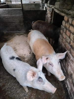 Vând 1 grăsun, 100 kg, rasa Duroc și Marele Alb - imagine 3