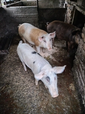 Vând 1 grăsun, 100 kg, rasa Duroc și Marele Alb - imagine 5